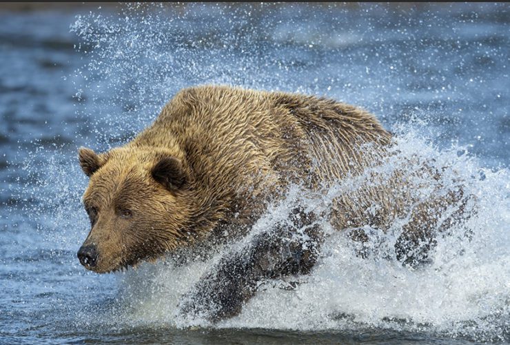 Native Americans learn from bear behavior